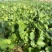 河北唐山滦南香菜大量供应品质保证诚信经营欢迎来电