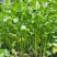河北唐山滦南香菜大量供应品质保证诚信经营欢迎来电