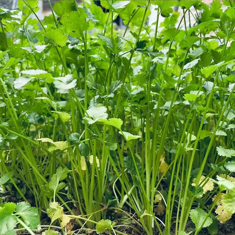 河北唐山滦南香菜大量供应品质保证诚信经营欢迎来电