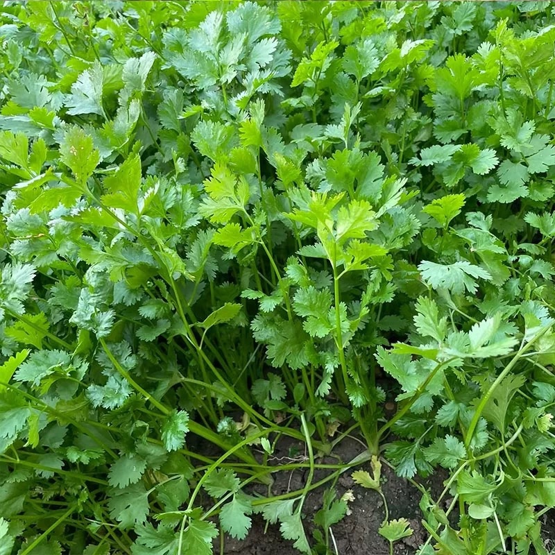 河北唐山滦南香菜大量供应品质保证诚信经营欢迎来电