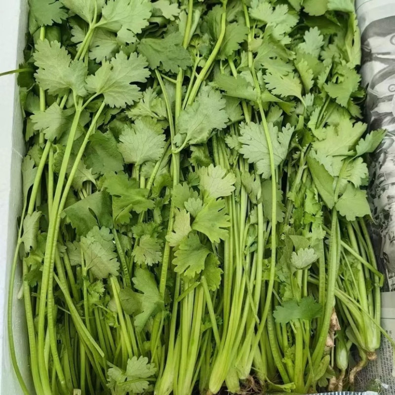 河北唐山滦南香菜大量供应品质保证诚信经营欢迎来电