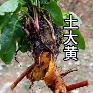 土大黄中药材红筋大黄化雪莲牛耳大黄羊蹄根火风棠可磨粉