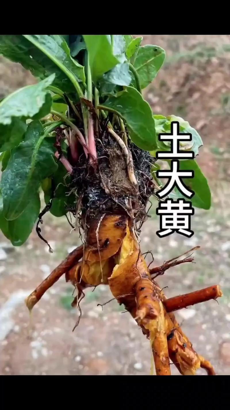 土大黄中药材红筋大黄化雪莲牛耳大黄羊蹄根火风棠可磨粉