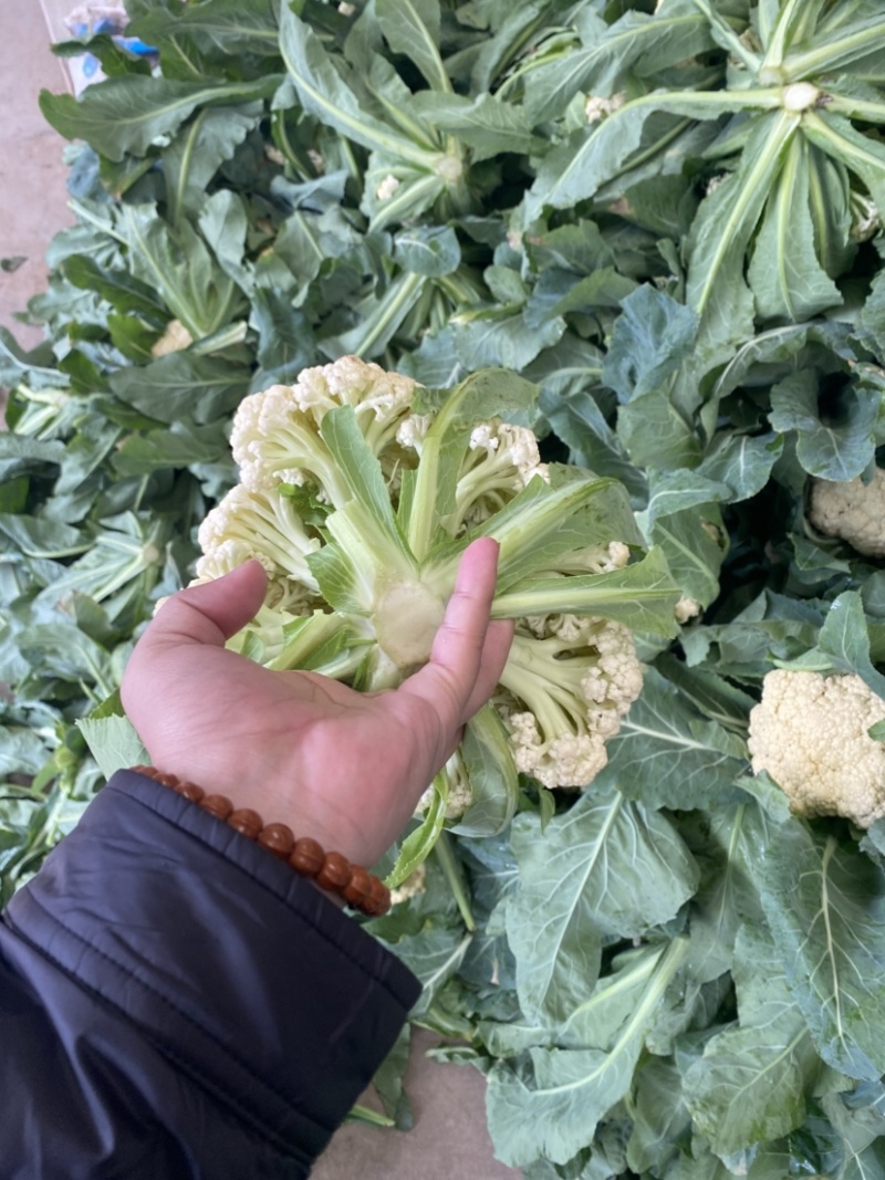 河南产区有机花菜需要的联系，质量保证