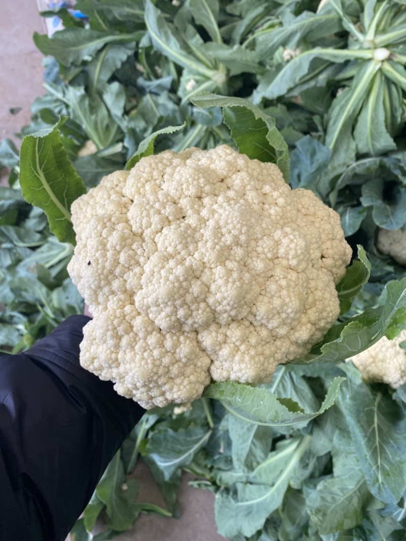 河南产区有机花菜需要的联系，质量保证