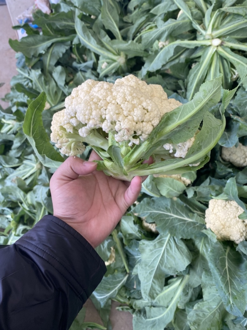 河南产区有机花菜需要的联系，质量保证