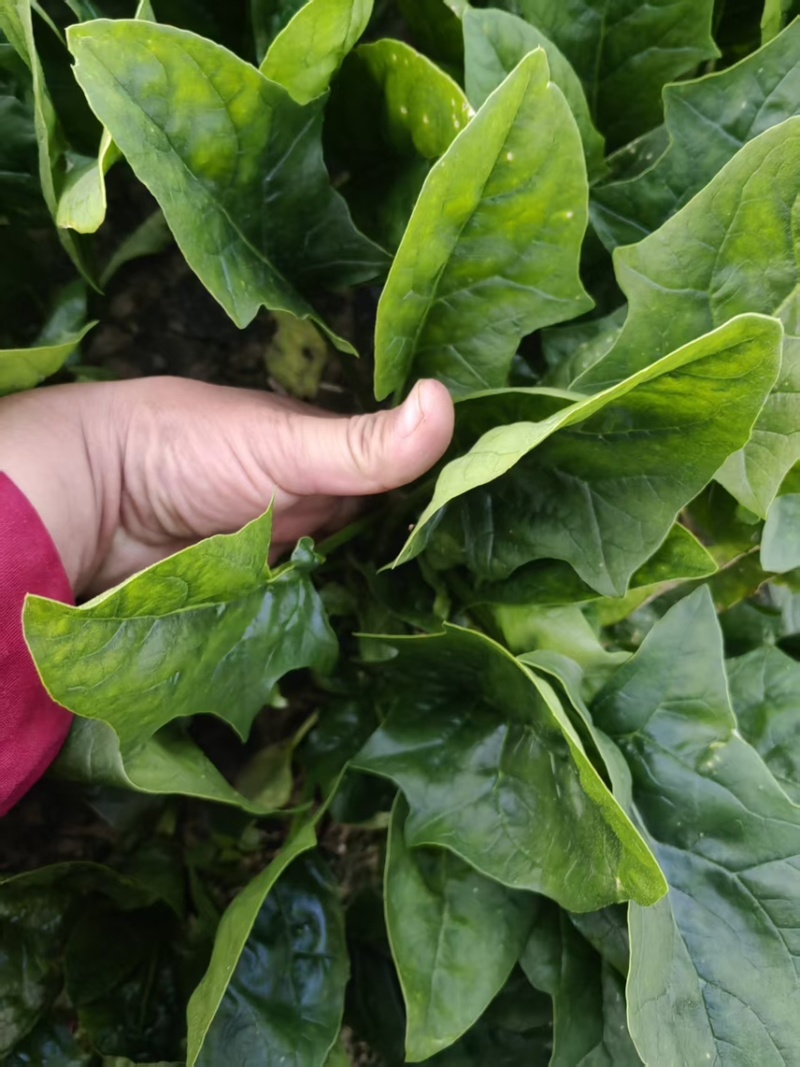 菠菜大叶菠菜加工厂菠菜