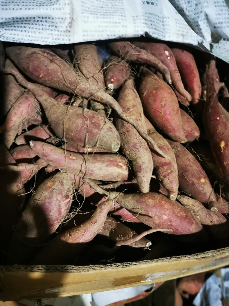 榴莲蜜薯甜蜜丝滑西路库玛莎莉红瑶美秀一件代发团购落地配