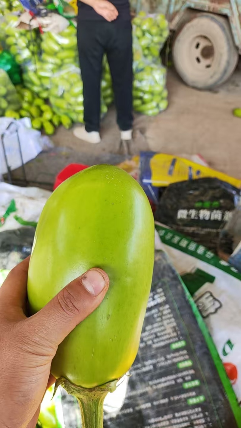 河南大棚青茄子，质量保证，有需要的联系