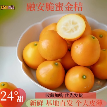脆蜜金柑融安基地直发广西特产集采代发