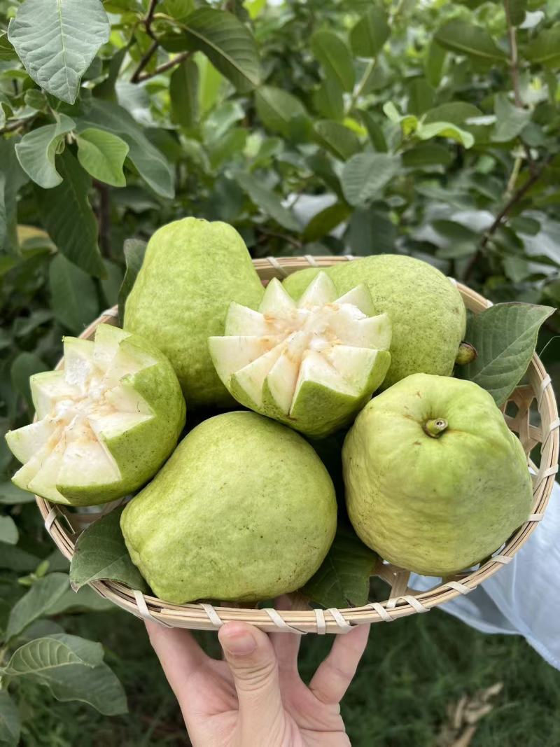 台湾珍珠芭乐，有机种植带绿色食品标