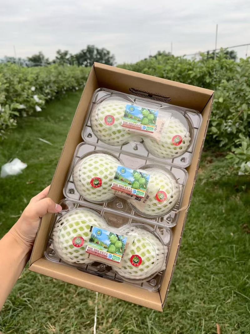 台湾珍珠芭乐，有机种植带绿色食品标