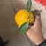 高山蜜桔