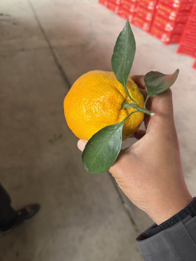 高山蜜桔