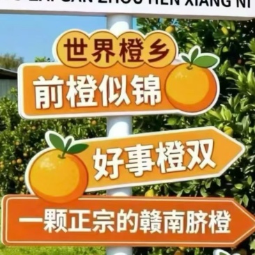 赣州于都脐橙