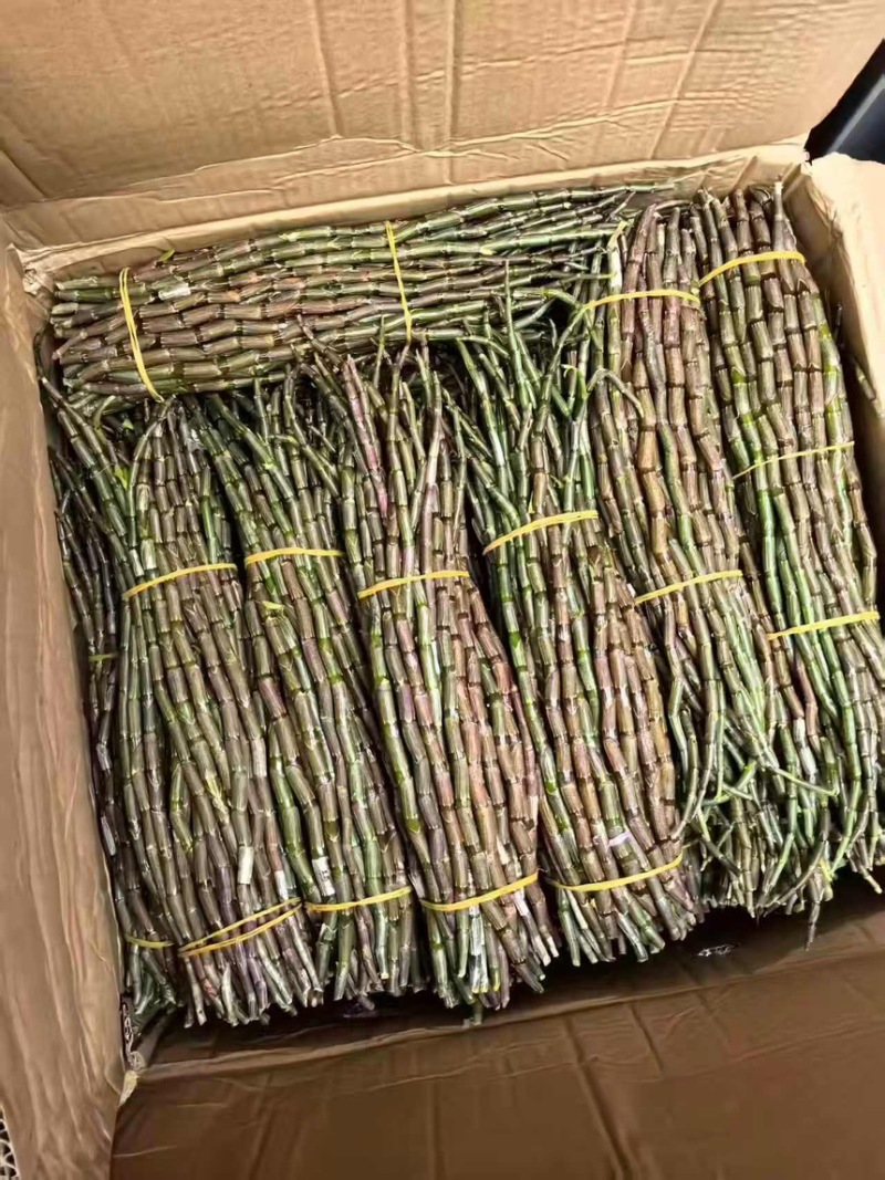 新鲜云南铁皮石斛（长短条）长年供应石斛鲜条