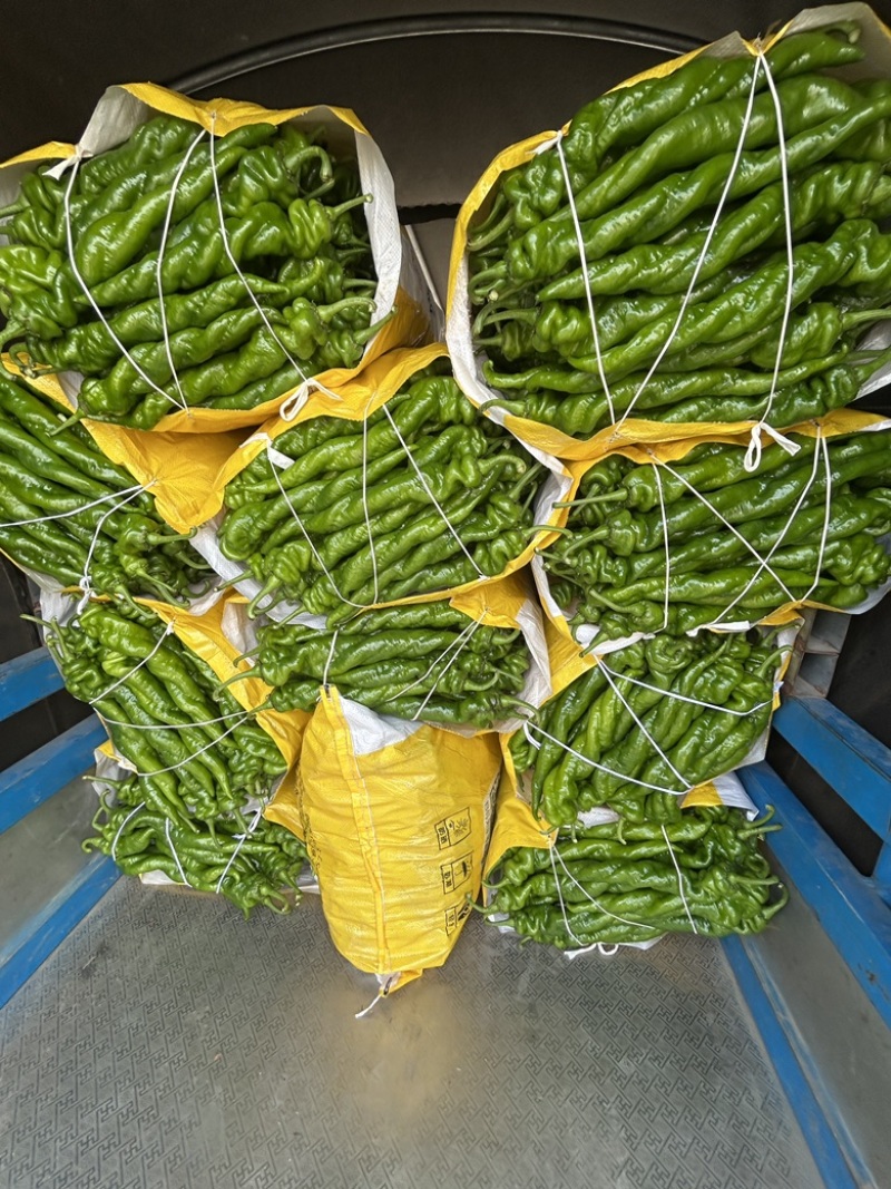 云南螺丝椒青红椒线椒大棚种植大量上市产地一手货源