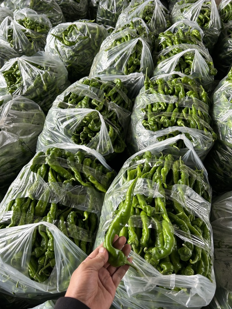云南螺丝椒青红椒线椒大棚种植大量上市产地一手货源