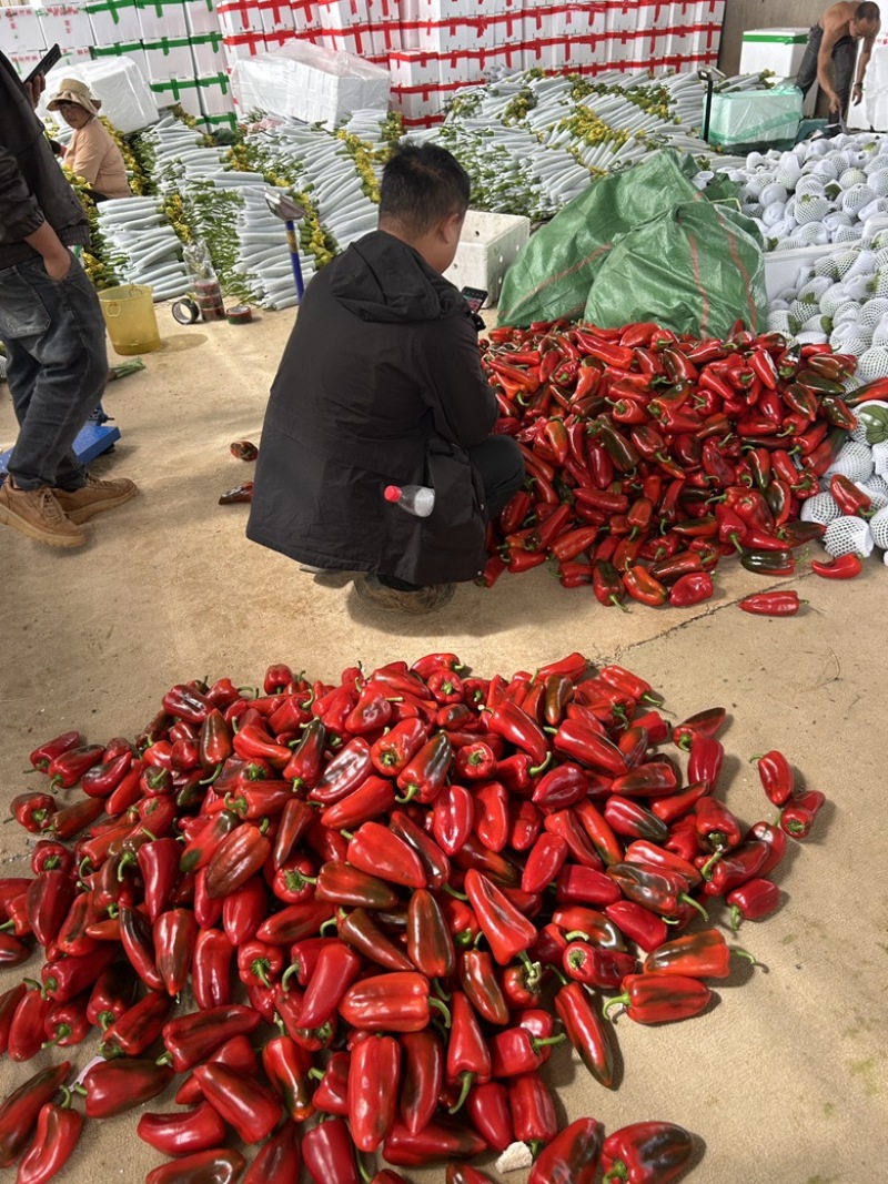 云南螺丝椒青红椒线椒大棚种植大量上市产地一手货源