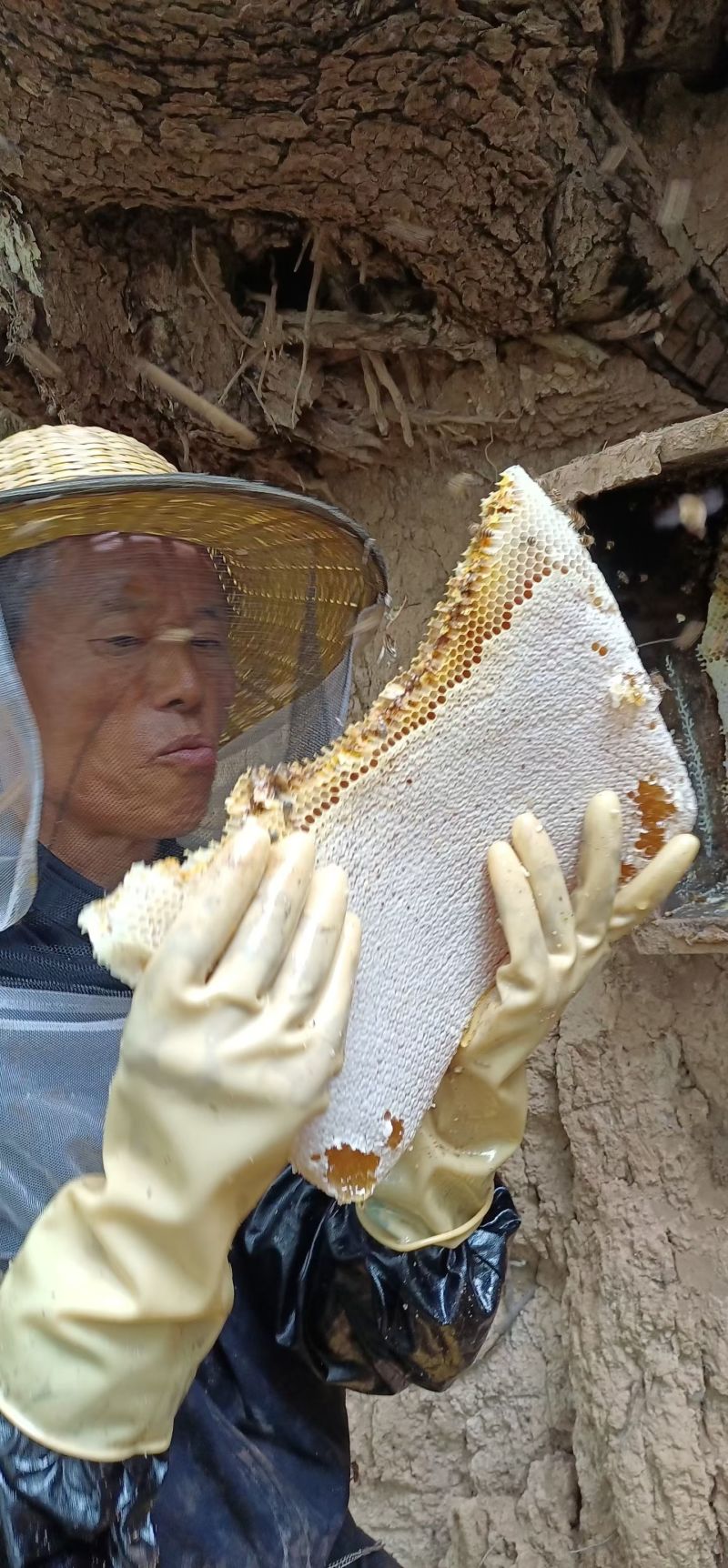 深山土蜂蜜