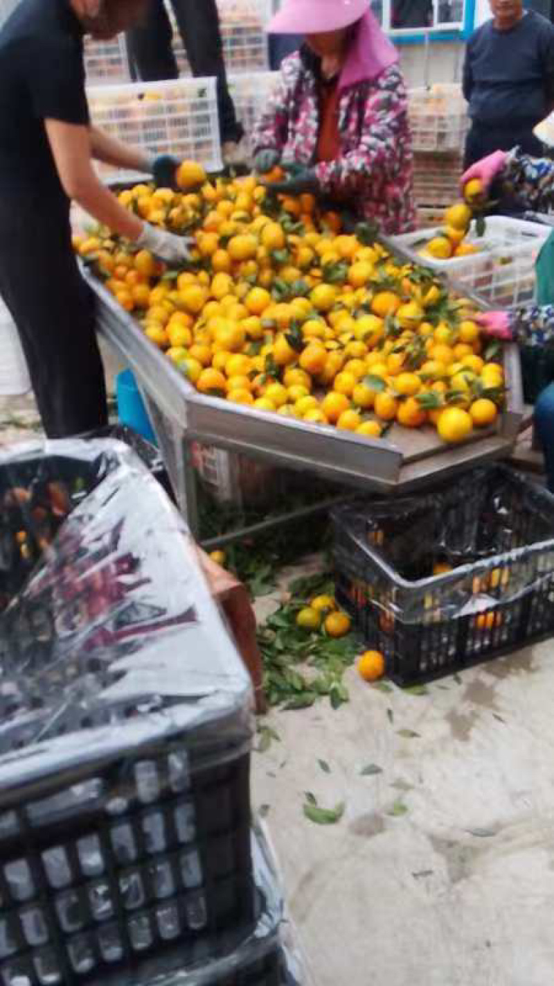 柑橘，桔子产地直发，整车代发，价格包上车