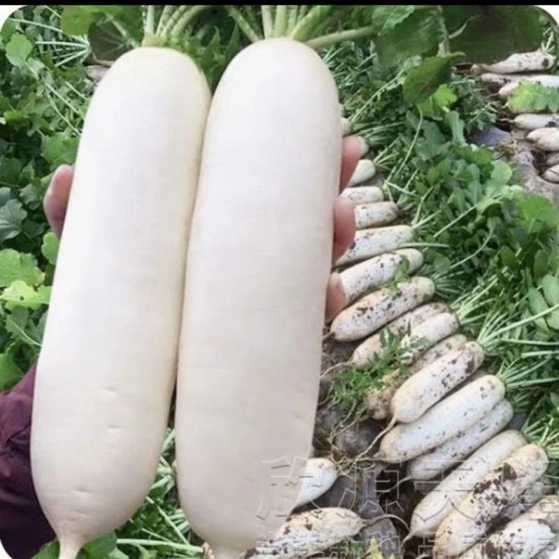 湖北天门白萝卜/湖北白萝卜/产区直发/大量有货