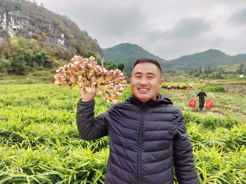 1.【产地直发】贵州原产地正宗二黄姜姜味浓郁