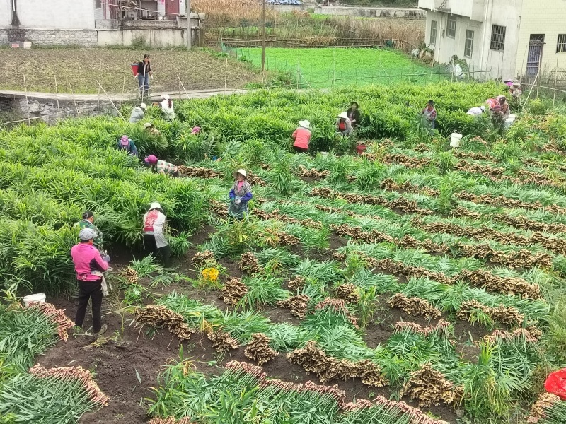 1.【产地直发】贵州原产地正宗二黄姜姜味浓郁
