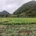 1.【产地直发】贵州原产地正宗二黄姜姜味浓郁