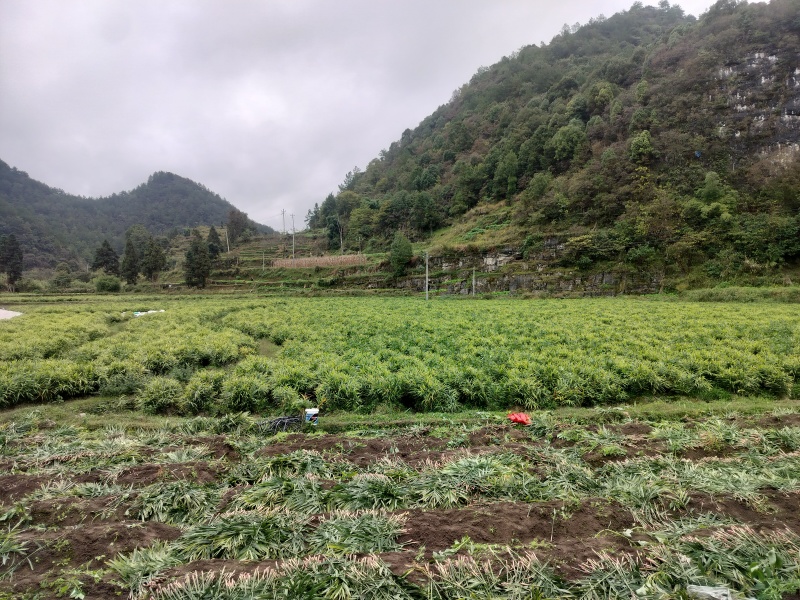 1.【产地直发】贵州原产地正宗二黄姜姜味浓郁