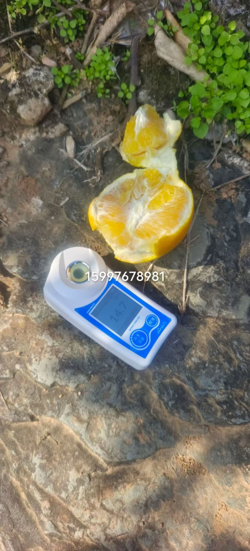 一件代发，包赔，秭归脐橙，纽荷尔脐橙，抖音，快手，淘宝