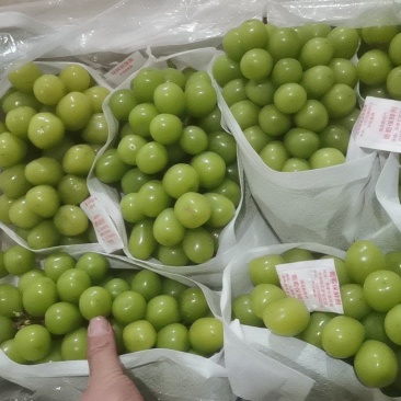 辽南阳光玫瑰就是口甜