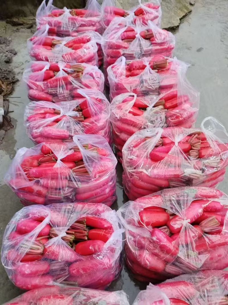 陕西汉中市城固县脆甜红皮白心水果萝卜大量有货