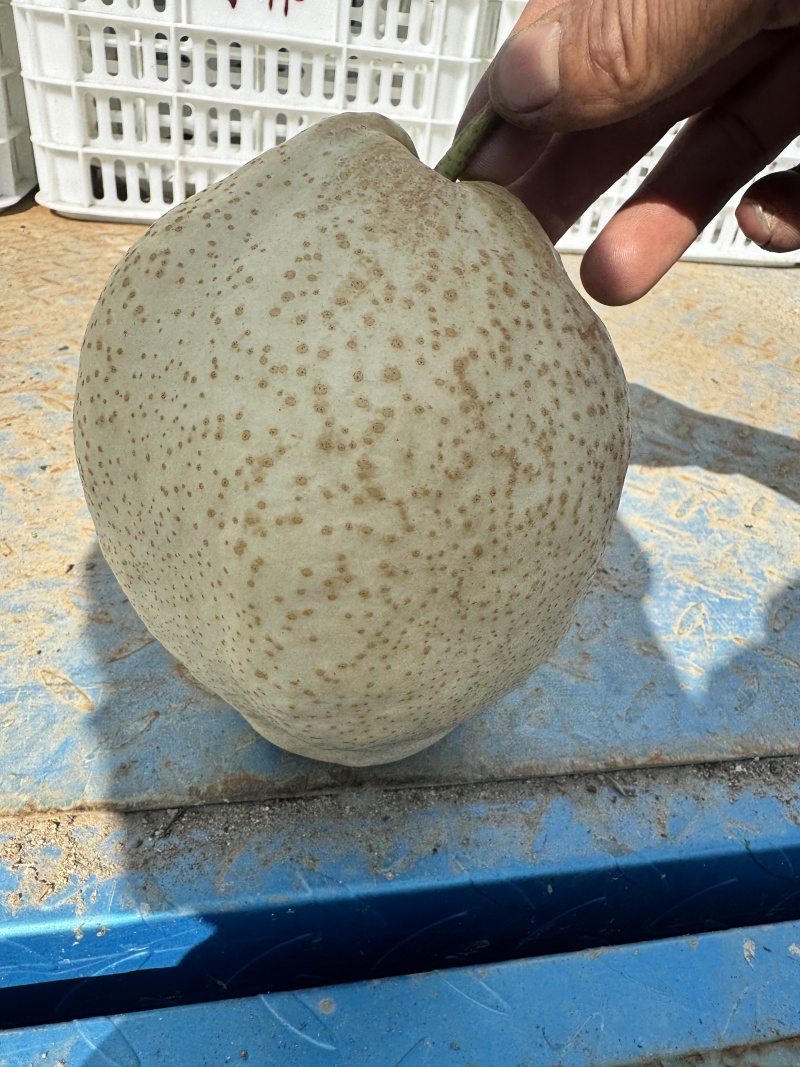 山农酥梨，自己的