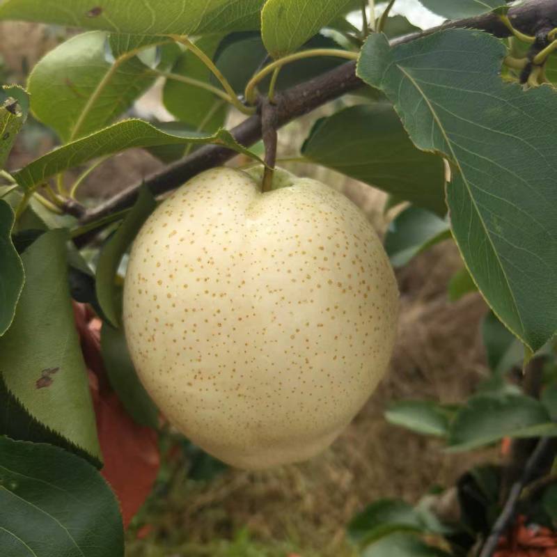 山农酥梨，自己的
