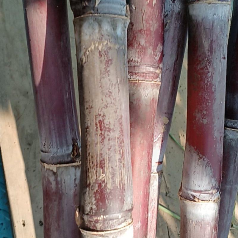 北方甘蔗