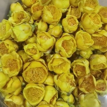 金花茶产地直销货源充足量大从优质量保证欢迎咨询