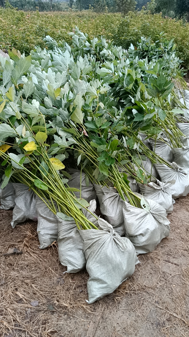 檫木杯苗基地直供常年供应规格齐全欢迎来电