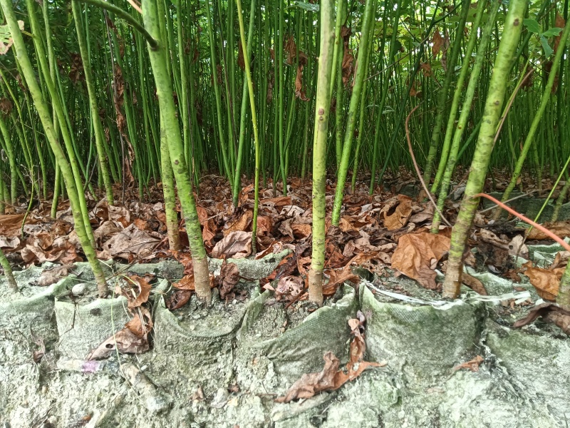 檫木杯苗基地直供常年供应规格齐全欢迎来电
