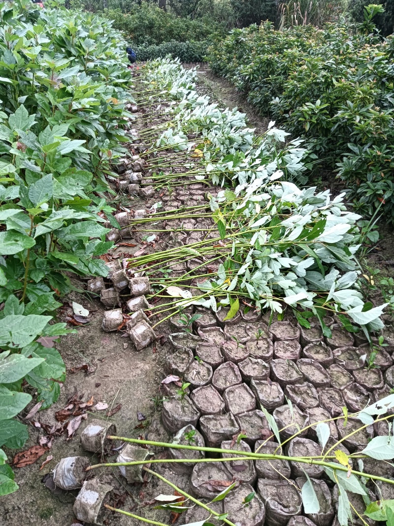 檫木杯苗基地直供常年供应规格齐全欢迎来电