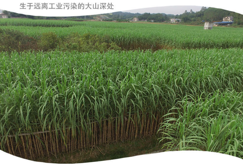 四川青皮甘蔗