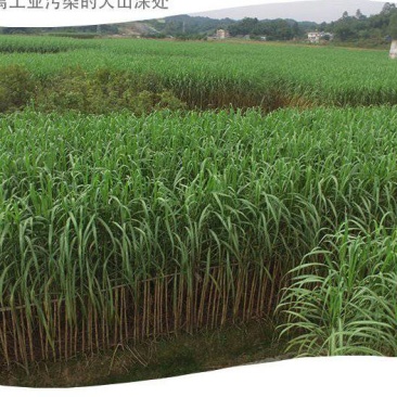 四川青皮甘蔗