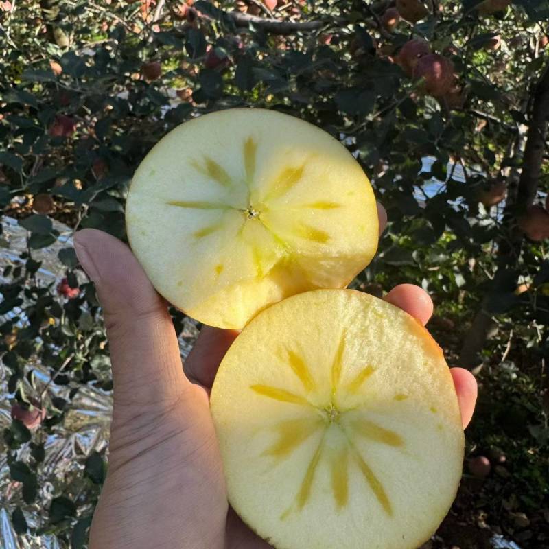 阿克苏冰糖心苹果电商一件发货拼多多～抖音24小时揽收