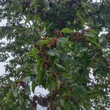 拐枣
