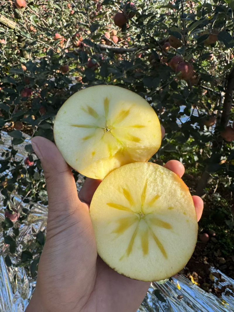 阿克苏冰糖心苹果电商一件发货拼多多～抖音24小时揽收