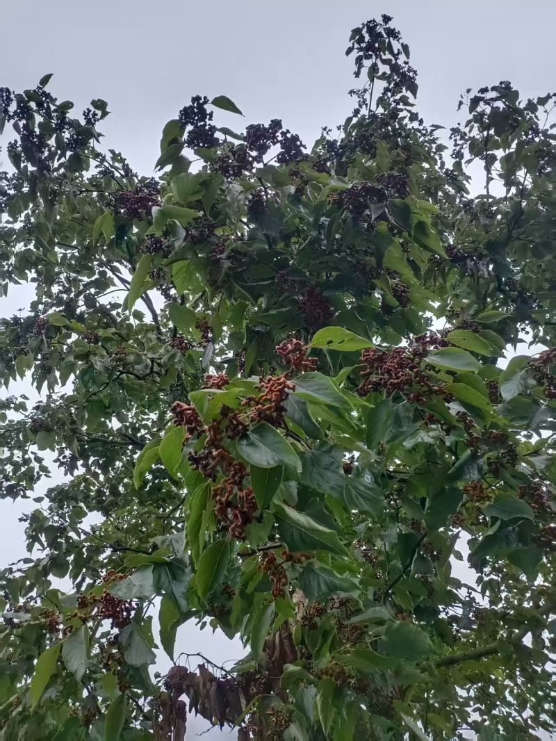 拐枣