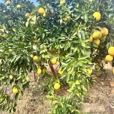 赣南信丰脐橙