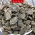 薄片续断中药材齐全批发