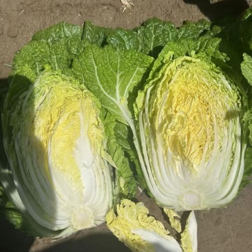 精品大白菜