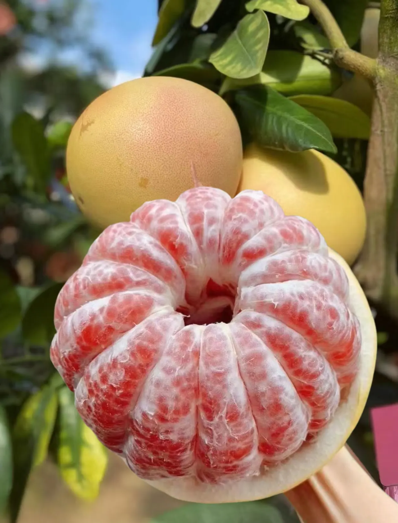 红琬溪蜜柚
